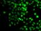 PR/SET Domain 7 antibody, GTX32808, GeneTex, Immunofluorescence image 