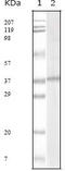 Beta-Actin antibody, orb10068, Biorbyt, Western Blot image 