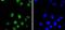 Paired Box 8 antibody, A00943-2, Boster Biological Technology, Immunocytochemistry image 