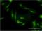 Phosphodiesterase 6D antibody, H00005147-M05, Novus Biologicals, Immunofluorescence image 