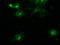 Beclin 1 antibody, LS-C172806, Lifespan Biosciences, Immunofluorescence image 