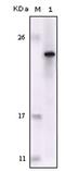 FES Proto-Oncogene, Tyrosine Kinase antibody, AM06182SU-N, Origene, Western Blot image 