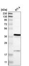 XRP2 antibody, NBP2-55193, Novus Biologicals, Western Blot image 