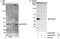 Protein Arginine Methyltransferase 6 antibody, A300-929A, Bethyl Labs, Immunoprecipitation image 