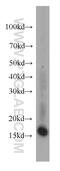 Proteolipid Protein 2 antibody, 21482-1-AP, Proteintech Group, Western Blot image 