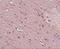 Anoctamin 2 antibody, A04801, Boster Biological Technology, Immunohistochemistry frozen image 