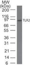 Toll Like Receptor 2 antibody, MA5-16260, Invitrogen Antibodies, Western Blot image 
