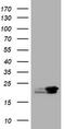 NME/NM23 Nucleoside Diphosphate Kinase 1 antibody, TA801349S, Origene, Western Blot image 