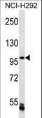 Chromosome Transmission Fidelity Factor 18 antibody, LS-C168768, Lifespan Biosciences, Western Blot image 