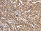 Potassium Voltage-Gated Channel Modifier Subfamily G Member 2 antibody, CSB-PA780626, Cusabio, Immunohistochemistry paraffin image 