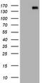 Protocadherin 7 antibody, LS-C174336, Lifespan Biosciences, Western Blot image 