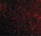 Programmed Cell Death 1 antibody, PA5-20350, Invitrogen Antibodies, Immunofluorescence image 