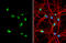 Cnt-a1 antibody, GTX106419, GeneTex, Immunocytochemistry image 