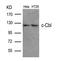 Cbl Proto-Oncogene antibody, A00152-1, Boster Biological Technology, Western Blot image 