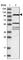 Tubulin Tyrosine Ligase Like 4 antibody, HPA027091, Atlas Antibodies, Western Blot image 