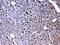 Parkinsonism Associated Deglycase antibody, A00757-2, Boster Biological Technology, Immunohistochemistry frozen image 