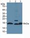 Insulin antibody, LS-C294632, Lifespan Biosciences, Western Blot image 