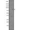 Von Willebrand Factor A Domain Containing 5A antibody, abx147046, Abbexa, Western Blot image 