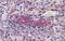 Septin 11 antibody, A12762, Boster Biological Technology, Immunohistochemistry frozen image 