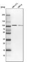 Coatomer Protein Complex Subunit Gamma 1 antibody, PA5-58146, Invitrogen Antibodies, Western Blot image 