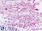Forkhead Box N4 antibody, LS-B9257, Lifespan Biosciences, Immunohistochemistry paraffin image 