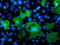 LIM Domain Kinase 1 antibody, LS-C172995, Lifespan Biosciences, Immunofluorescence image 