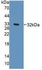 Exonuclease 1 antibody, LS-C374496, Lifespan Biosciences, Western Blot image 