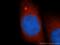 Glutamate-Cysteine Ligase Modifier Subunit antibody, 14241-1-AP, Proteintech Group, Immunofluorescence image 