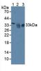 Sirtuin 4 antibody, LS-C296447, Lifespan Biosciences, Western Blot image 