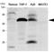 Interferon Regulatory Factor 5 antibody, NBP1-04307, Novus Biologicals, Western Blot image 