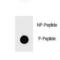 Poly(ADP-Ribose) Polymerase 1 antibody, LS-C158538, Lifespan Biosciences, Dot Blot image 