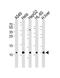 Cytochrome C Oxidase Subunit 6B1 antibody, A10285-1, Boster Biological Technology, Western Blot image 