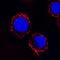 MYD88 Innate Immune Signal Transduction Adaptor antibody, MAB3109, R&D Systems, Immunofluorescence image 