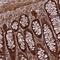 Transmembrane And Ubiquitin Like Domain Containing 2 antibody, NBP1-81129, Novus Biologicals, Immunohistochemistry frozen image 