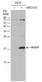 Regulator Of G Protein Signaling 13 antibody, GTX113540, GeneTex, Western Blot image 