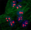 Nucleophosmin 1 antibody, 686803, BioLegend, Immunofluorescence image 