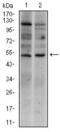 T antibody, MA5-17185, Invitrogen Antibodies, Western Blot image 