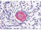 Delta Like Canonical Notch Ligand 4 antibody, A00875-2, Boster Biological Technology, Immunohistochemistry frozen image 