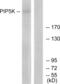 1-phosphatidylinositol-3-phosphate 5-kinase antibody, abx013862, Abbexa, Western Blot image 