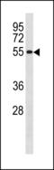 Cycb antibody, LS-C203886, Lifespan Biosciences, Western Blot image 