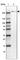 Teneurin Transmembrane Protein 3 antibody, HPA047043, Atlas Antibodies, Western Blot image 