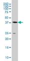 Adenosylhomocysteinase antibody, H00000191-M07A, Novus Biologicals, Western Blot image 