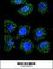  antibody, 56-010, ProSci, Immunofluorescence image 