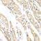 Chaperonin Containing TCP1 Subunit 3 antibody, 22-303, ProSci, Immunohistochemistry frozen image 
