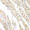 T-complex protein 1 subunit gamma antibody, 22-303, ProSci, Immunohistochemistry frozen image 