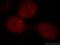 Nuclear Receptor Coactivator 5 antibody, 20175-1-AP, Proteintech Group, Immunofluorescence image 
