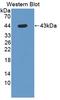 Ubiquinol-Cytochrome C Reductase Binding Protein antibody, LS-C725760, Lifespan Biosciences, Western Blot image 