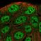 TNFAIP3 Interacting Protein 1 antibody, NBP2-57965, Novus Biologicals, Immunofluorescence image 
