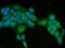 Autophagy Related 16 Like 1 antibody, A00526-3, Boster Biological Technology, Immunofluorescence image 