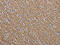 Nfm antibody, CSB-PA680148, Cusabio, Immunohistochemistry paraffin image 